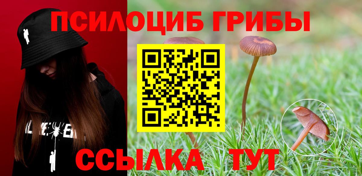 Псилоцибиновые грибы Psilocybine cubensis Дивногорск